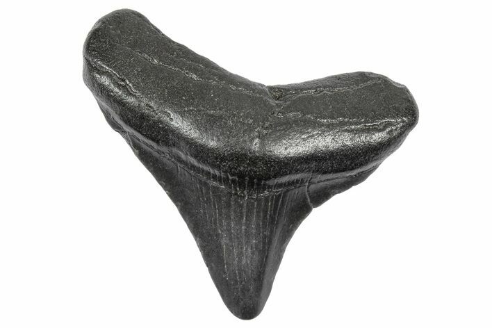 Juvenile Megalodon Tooth - South Carolina #340523